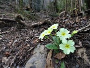31 Primule gialle (Primula vulgaris) sul sentiero scosceso